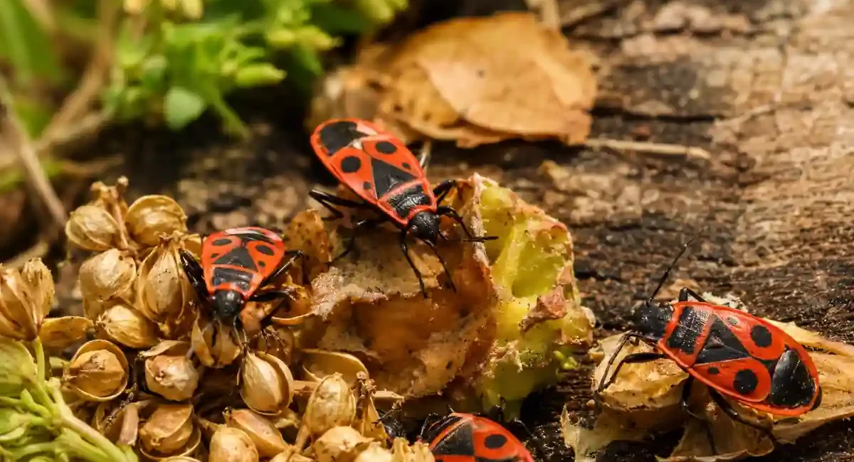 Que mange un gendarme insecte ? Son alimentation expliquée simplement