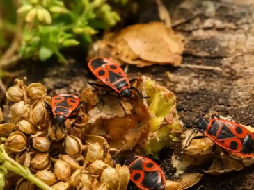 Que mange un gendarme insecte ? Son alimentation expliquée simplement