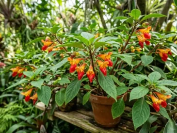 Becs de perroquet fleurs : guide complet pour cultiver l'Impatiens niamniamensis